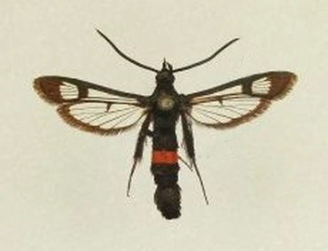 appelglasvlinder, Synanthedon myopaeformis, museum.jpg